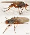 (male)<br>http://www.diptera.info/forum/viewthread.php?thread_id=36517&pid=161488#post_161488 