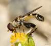 (male)<br>http://www.diptera.info/forum/viewthread.php?thread_id=36599&pid=161805#post_161805
