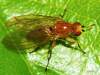 (female)<br> http://www.diptera.info/forum/viewthread.php?thread_id=36759&pid=162529#post_162529 <br>