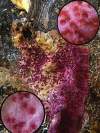Hypomyces rosellus