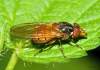 http://www.diptera.info/forum/viewthread.php?thread_id=36013&pid=159606#post_159606 <br>