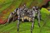 Strehúň škvrnitý je na Slovensku zákonom chráneným druhom, patrí totiž do Červenej knihy ohrozených živočíšnych druhov.Je to najväčší pavúk vyskytujúci sa na Slovensku. Dĺžka tela dosahuje 3,2 cm, rozpätie nôh približne 7 cm.