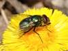 (male)<br>http://www.diptera.info/forum/viewthread.php?thread_id=37372&pid=165288#post_165288  