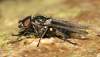 (male)<br> http://www.diptera.info/forum/viewthread.php?thread_id=37441&pid=165597#post_165597