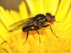 (male)<br>http://www.diptera.info/forum/viewthread.php?thread_id=37531&pid=166270#post_166270