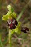 Od O. fusca ssp. fusca sa na prvý pohľad líši značne menším kvetom a žlto lemovaným pyskom. Viac info v literárnom zdroji (Flora Iberica) pripojenom v informáciách o druhu.
