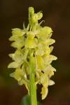Moja prvá tohtoročná orchidea, v malom hustom lesíku medzi chodníčkom a lúkou ich rástlo asi 50. Snáď bude táto sezóna bohatá aj na ostatné druhy.
