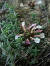 Teucrium buxifolium