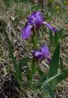 Iris aphylla subsp. hungarica