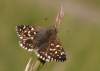 Tento motýľ bol trochu lámanie hlavy,pretože mal podobnosť bola so sertorius. Poúvahe a dôkladnom preskúmaní je to jahodový.