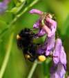 http://www.commanster.eu/commanster/Insects/Bees/WBees/Bombus.lucorum.html