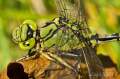 klínatka rohatá, Green Snaketail, ♂