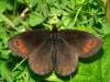 sameček, rozpětí křídel asi 5 cm. Jediný motýl tohoto druhu, kterého jsem našel v Alpách v letech 2006–2011.