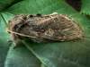 - samica<br>- pomerne veľký nočný motýľ s približnou dĺžkou predného krídla 30-32 mm<br>Determinácia : http://www.biolib.cz/cz/taxon/id53082/