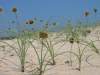 Vand.<br>Často je spomínaný ako Galilea mucronata. Typické stredomorské rastliny, neobmedzuje len na pobrežné piesočné duny.<br>Previously known under the name Galilea mucronata. Typical mediterranean plant, restricted to coastal sand dunes.