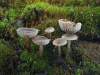 http://www.leifgoodwin.co.uk/Fungi/Tephrocybe%20anthracophila.html