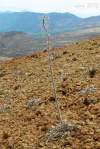 endemit Tenerife, rastie len v oblasti las Cañadas del Teide vo výškach nad 2000 m n. m. Kvitne pomerne neskoro atraktívnymi modrými kvetmi: <br>http://upload.wikimedia.org/wikipedia/commons/2/21/Echium_auberianum_LC0202.jpg