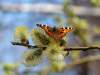 - na kvitnúcej vŕbe (Salix caprea)