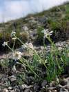 autor - (Sm.) Benth. & Hook. fil.<br>Veľmi nezvyčajná rastlina Endemická na balkánskom polostrove, rastie na vápenci a mramoru v Bulharsku, Albánsku, Grécko, Macedónsko, Srbska, Kosova a Čiernej Hory.