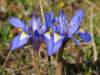 Syn.: Iris sisyrinchium L., Moraea sisyrinchium (L.) Ker Gawl., Iris maricoides Regel, Gynandriris maricoides (Regel) Nevski