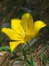 autor - Hayek<br>Endemický tulipán, 	rastúicí na vápenci v rôznych častiach Bulharska. Veľmi neobvyklý.