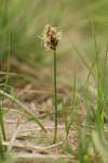 Carex stenophylla