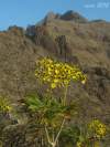 endemit ostrovov Tenerife a Gran Canaria, http://www.floradecanarias.com/sonchus_canariensis.html