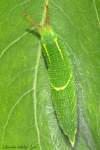 Ex-larva na osike.