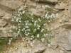 syn: Arenaria rhodopaea Delip.<br>Bulharský endemit
