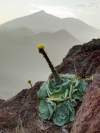Kanársky endemit, v pozadí s najvyššou horou ostrova Pico del Teide (3718 m n. m.)<br>http://www.floradecanarias.com/greenovia_aurea.html