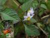 Na Slovensku ohrozený, zraniteľný taxón (VU). Od podobného Solanum nigrum sa odlišuje žltými alebo oranžovými plodmi. Ponímanie tohto druhu (poddruhu) je pomerne zmätočné, checklist SAV ho uvádza ako Solanum luteum, v plantliste je uvedený ako Solanum luteum subsp. alatum, Flora iberica a botany.cz  radia tento druh k Solanum villosum, niektoré ďalšie španielske zdroje rozlišujú 2 samostatné druhy: Solanum alatum a Solanum luteum.