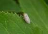 veľkosť cca.7mm<br>http://www.britishbugs.org.uk/homoptera/Cicadellidae/Athysanus_argentarius.html