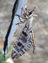 monumentální hmyz, rozpětí více než 10 cm,létá pomalu,není plachý