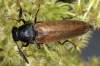 Phyllocerus elateroides