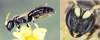 samec, robustní žlutý násadec tykadla,vel.6mm<br>v ČR nehojný,zranitelný druh
