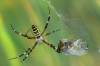 Takto to dopadá keď pavúk zbalí vážku. Zbalený nešťastník je samček Sympetrum danae.