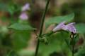 Aromatická bylina s riedkymi papraslenmi kvetov na rozdiel od podobnej a bežnej Clinopodium vulgare, ktorá má paprasleny husté. 