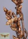 Semenovité puzdierko s húsenicou na Artemisia santonicum. Ťažko sa hľadá, super mimikry
