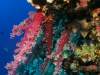 Pridal som trochu netradičné fotografie, pretože aj toto je wild world a rád sa s vami o tento zážitok podelím. Fotografie sú z potápačského safari v Červenom mori - október 2012 a nie sú moje - autori sú uvedení pod fotkami.<br><br>Čivi<br>*****<br><br>Neuveriteľné tvary a farby sa nachádzajú hneď pod hladinou. Najkrajšie koraly sú do hĺbky 15 - 20 metrov, pretože hlbšie už neprechádza svetlo, zo spektra sa vytráca červená farba a všetko začína pôsobiť modrasto.