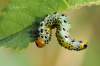 http://www.entomologiitaliani.net/public/forum/phpBB3/viewtopic.php?f=372&t=39278&p=227346#p227346<br><br>larva