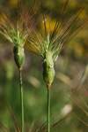Mediteránny druh rozšírený v celom Stredomorí. Rod Aegilops je jedným z rodičov z ktorých vznikla krížením pšenica. Divorastúci A. geniculatus je genetickým zdrojom pre potenciálne kríženie za účelom skvalitnenia genómu pšenice s vlastnosťami, ako je napr. rezistencia voči škodcom, zasoleniu, alebo suchu