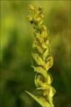 Dactylorhiza viridis