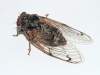 http://www.galerie-insecte.org/galerie/INSECTA__Homoptera__Cicadidae.html