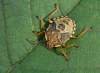 nymfa<br>http://www.freenatureimages.eu/animals/index.php/Hemiptera-Wantsen-True-bugs-1848927655/Arma-custos?sb=right