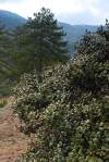 Endemit Cypru. Rastie v pohorí Troodos spolu s Pinus brutia, P. nigra subsp. pallasiana alebo Cedrus brevifolia
