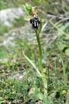 Veľmi atraktívny a premenlivý poddruh, niektorými autormi chápaný ako samostatný druh O. cretica. V západnej časti Kréty rastie ešte veľmi podobný príbuzný poddruh Ophrys kotschyi subsp. ariadnae (Syn.: O. ariadnae), s ktorým často hybridizuje a vytvára jedince (populácie) s prechodnými znakmi. Určovacími znakmi O. cretica sú užší, menši pysk, bliznová dutina oválna (širšia ako vyššia), kresba na pysku spravidla v tvare písmena H a zúženie medzi stĺpikom blizny a pyskom.