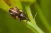 3mm   http://coleoptera.ksib.pl/search.php?img=46474