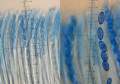 técium s vreckami, výtrusmi a parafýzami; farbené bavlníkovou modrou (cotton blue)<br>vľavo: 1 dielik = 2,5 µm<br>vpravo: 1 dielik = 1 µm