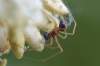 3mm,male,hojný druh       http://www.welokee.nl/spiders/en/species.php?spec=neo-bimacu