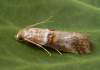 http://www.lepidoptera.pl/show.php?ID=1391&country=SK<br>http://www.lepiforum.de/lepiwiki.pl?Acrobasis_Tumidana
